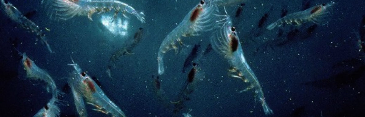 Ranking the best krill oil of 2021
