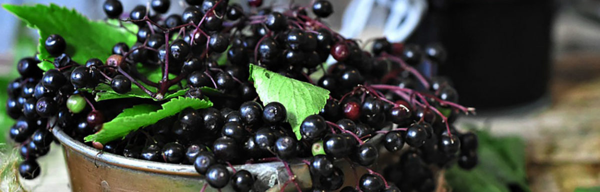 Ranking the best elderberry gummies of 2021