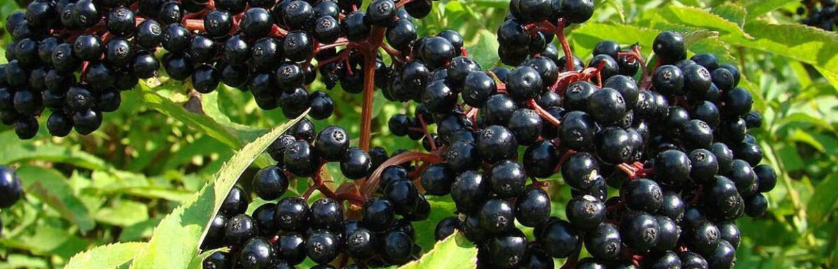 17 Benefits of Elderberry Gummies